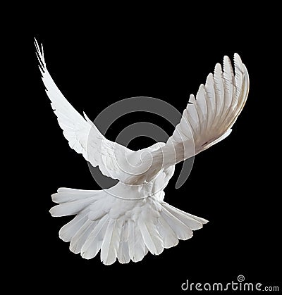 A free flying white dove isolated on a black Stock Photo