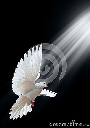 A free flying white dove isolated on a black Stock Photo