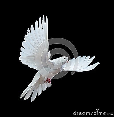 A free flying white dove isolated on a black Stock Photo