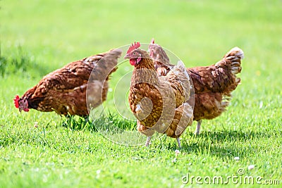 Free and happy hens Stock Photo