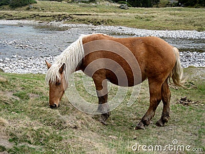 Free horse in high mountain pastures has cauterets high pyrenees Stock Photo