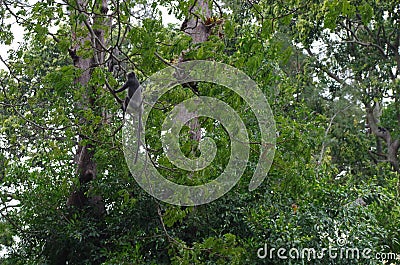 Free monkeys in Kuala Selangor in Malaysia, near Kuala Lumpur Stock Photo