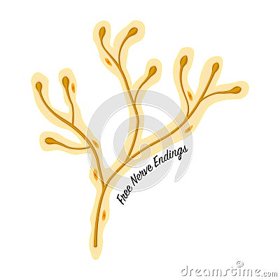 Free Nerve Endings Vector Illustration