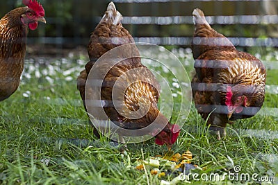 Free outdoor chickens eating leftovers Stock Photo