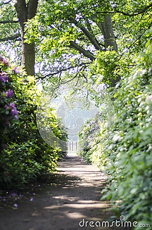 Free path trough the woods Stock Photo