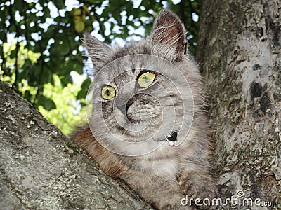 Free photo animals grey cat Persifona illustrations jpg Cartoon Illustration