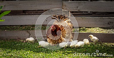 Free range back yard hen with chicks, authentic substainable living Stock Photo