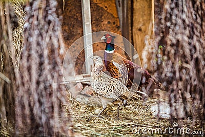 Coturnix Quail modern farming. Common quail male bird in motion blur difficult to see. Stock Photo