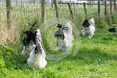 Free range Brahma chickens, hens and roosters, in a garden Stock Photo