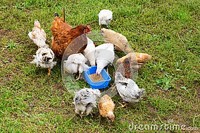 Free-range brown chicken with a lot of chicks on an organic farm, freely grazing on a meadow and pecking birdseed and grains. Stock Photo