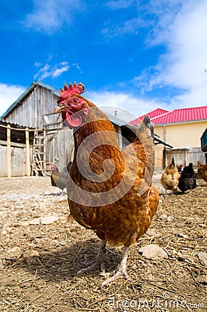 Free range chicken Stock Photo