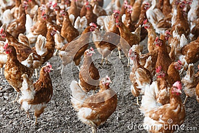 Free-range chicken freely grazing outside Stock Photo