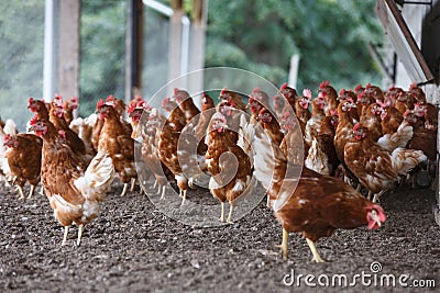 Free-range chicken freely grazing outside Stock Photo