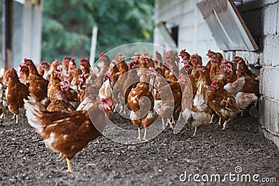 Free-range chicken freely grazing outside Stock Photo