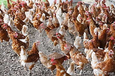 Free-range chicken freely grazing outside Stock Photo