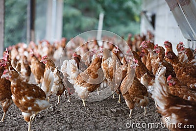 Free-range chicken freely grazing outside Stock Photo