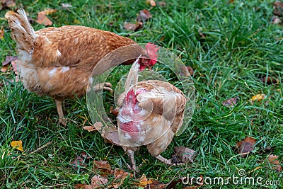 Free range chicken on organic farm were mistreated in stock breeding and are sick with diseases and loose feathers after scratches Stock Photo