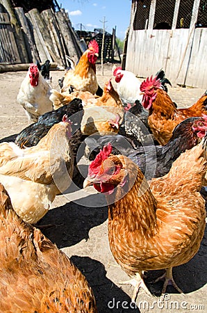 Free range chickens Stock Photo