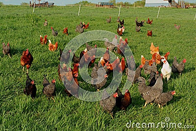 Free range chickens Stock Photo