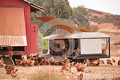 Free range chickens, happy hens laying organic brown eggs on sustainable farm in chicken tractors Stock Photo