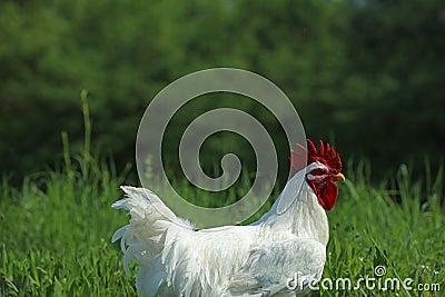 Free-range chickens rooster in the grass meadow o Stock Photo