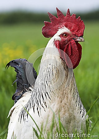 Free Range Cockerel Stock Photo