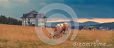 Free range cow grazing on pasture land of Zlatibor mountain hills on overcast summer day Stock Photo