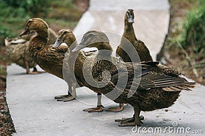 Free range ducks Stock Photo