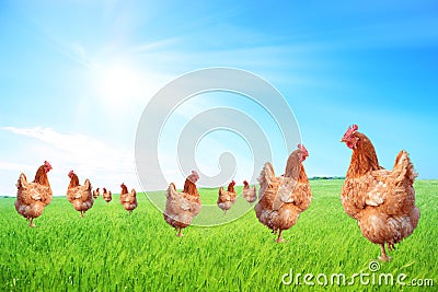 Free-range hens on a farm Stock Photo