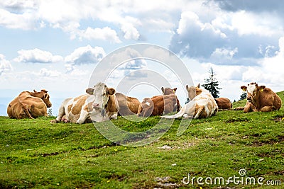 Free range herd cattle cows on high mountain green pasture Stock Photo