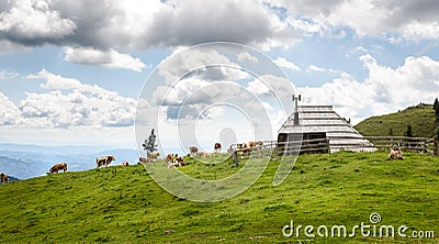 Free range herd cattle cows on high mountain green pasture Stock Photo
