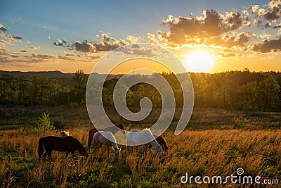 Free range horses, summer sunset, Kentucky Stock Photo