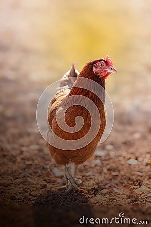 Free-range laying hen outdoors Stock Photo