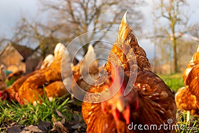 Free range organic chickens poultry in a country farm, germany Stock Photo