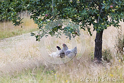 Free Range Organic Hens Or Chickens Under Apple Tree In Countryside Stock Photo