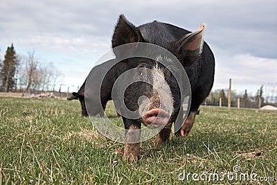 Free Range Pig Stock Photo