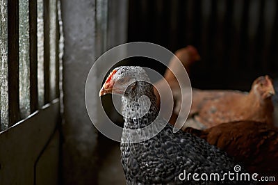 Free range poultry. close up of silver penciled chicken in the barn yard Stock Photo