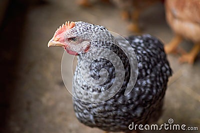 Free range poultry. close up of silver penciled chicken in the barn yard Stock Photo