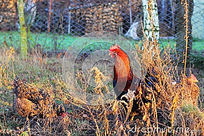 Free Range Rooster and Chickens Stock Photo