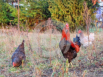 Free Range Rooster and Chickens Stock Photo