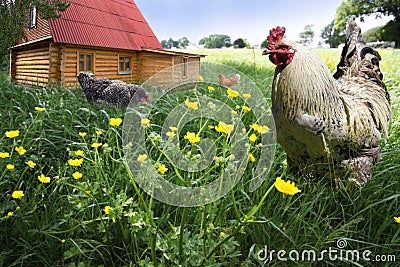 Free Range Rooster and hens Stock Photo