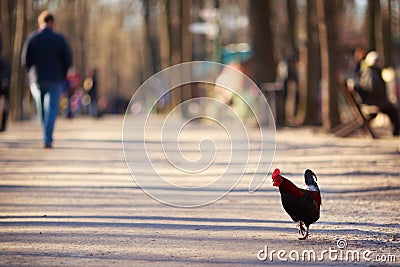 Free-range rooster walking in the park. Organic farming, animal Stock Photo