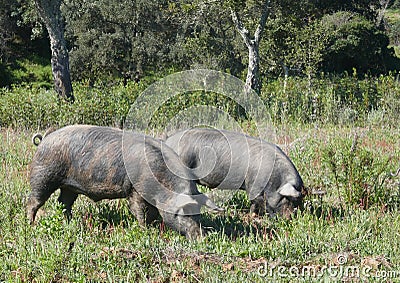 Free-roaming black pigs, Pata negra pigs, graze on the extensive natural terrain of a farm in Portugal, in the Alentejo. Stock Photo