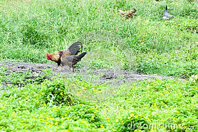 Free-roaming hen and rooster pecking on meadow in green nature, Rarotonga, Cook Islands Stock Photo