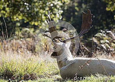 White buck injured from the rut recovers away form the herd Stock Photo