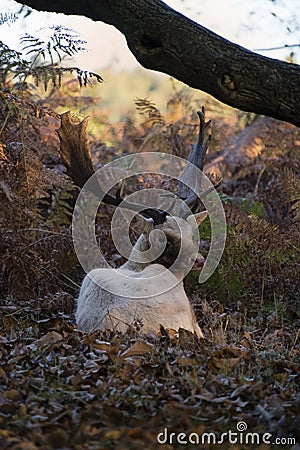 white buck injured from the rut recovers away form the herd Stock Photo