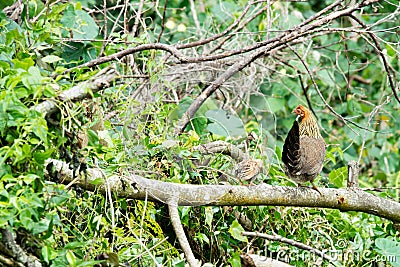 Free-roaming hen with chick sitting on branch inbetween green nature, Rarotonga, Cook Islands Stock Photo