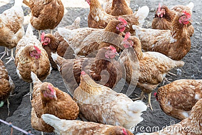 Free-roaming hens in chicken yard. Free-range chickens with brown and cremy white feathers in the farm`s chicken yard. Stock Photo
