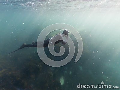 Man in wetsuit freediving underwater whilst snorkeling Stock Photo