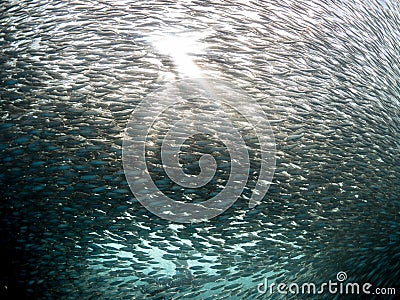 A school of Sardines in the blue ocean water of the Philippines. Stock Photo